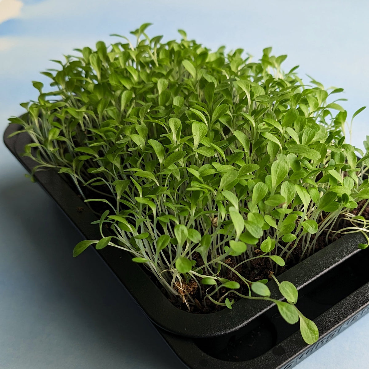 Fresh organic lettuce microgreens from Hudson Valley Seed Co. displayed in a clear container on a white background.
