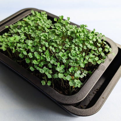 Organic arugula microgreens from Hudson Valley Seed Co. fresh, vibrant green microgreens on a neutral background.
