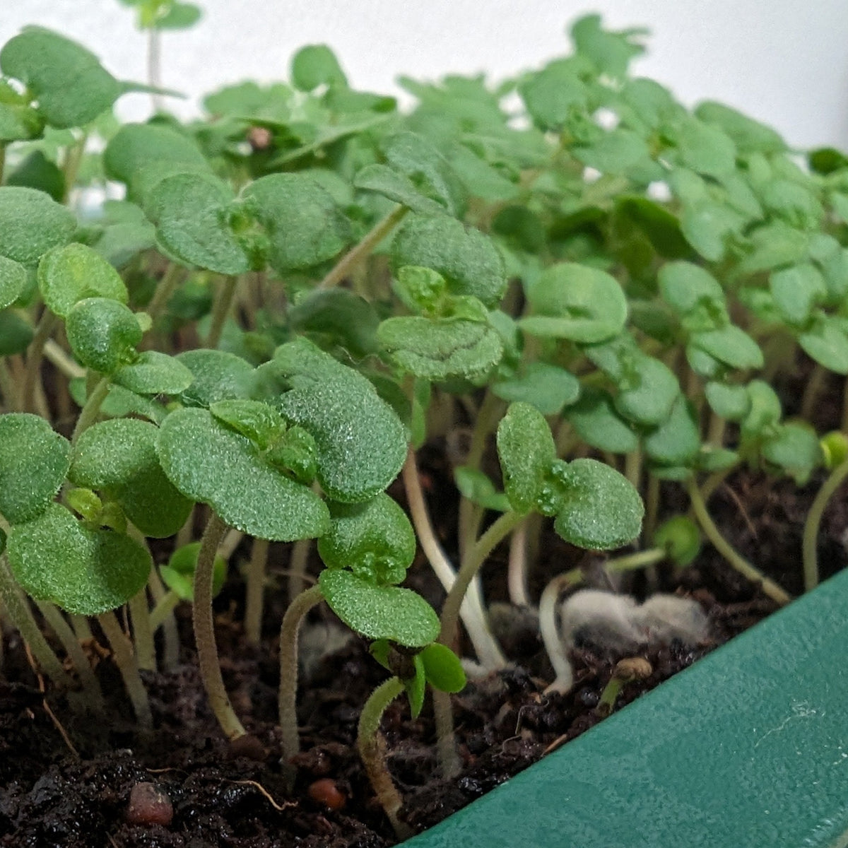 Fresh organic shiso microgreens from Hudson Valley Seed Co., vibrant green leaves on a white plate.
