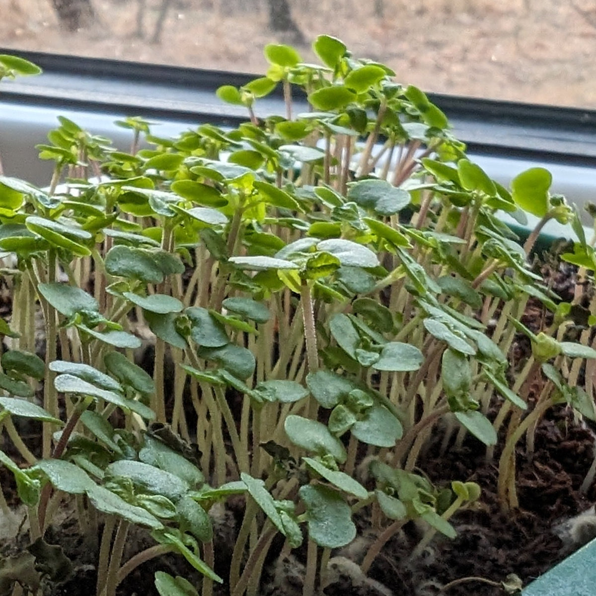 Fresh organic Shiso microgreens from Hudson Valley Seed Co. displayed in a clear container, showcasing vibrant green leaves.