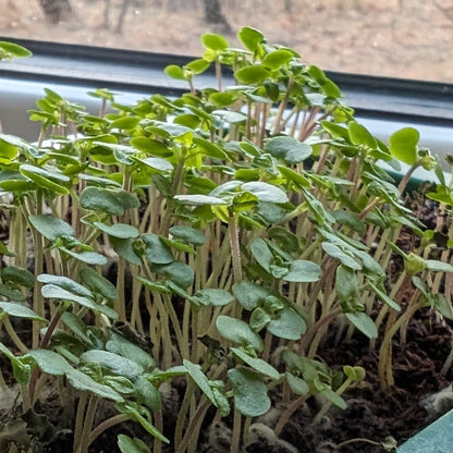 Fresh organic Shiso microgreens from Hudson Valley Seed Co. displayed in a clear container, showcasing vibrant green leaves.
