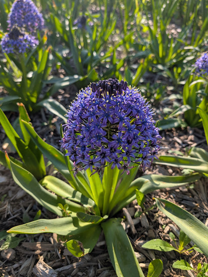 Blue Scilla Peruviana flower from Hudson Valley Seed Co., showing vibrant, bell-shaped blue blooms in a natural garden setting.