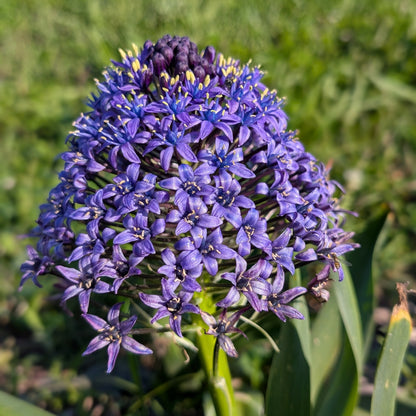 Blue Scilla Peruviana flowers from Hudson Valley Seed Co., showcasing vibrant, bell-shaped blooms in a natural garden setting.