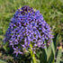 Blue Scilla Peruviana flowers from Hudson Valley Seed Co., showcasing vibrant, bell-shaped blooms in a natural garden setting.