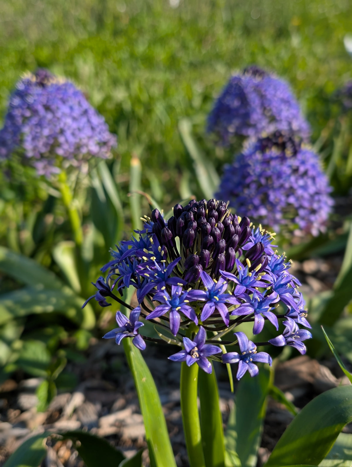 Close-up of vibrant blue Scilla Peruviana &