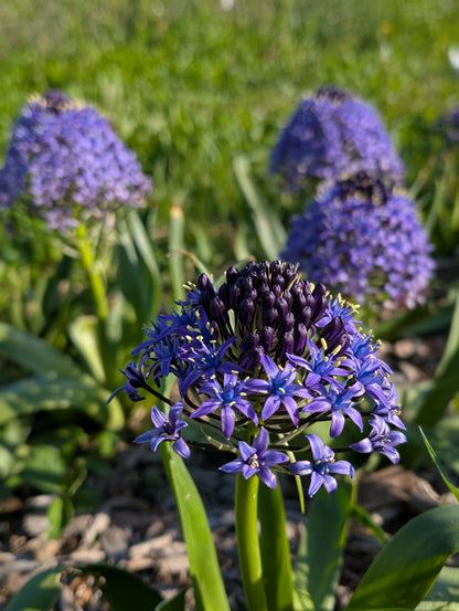 Close-up of vibrant blue Scilla Peruviana &