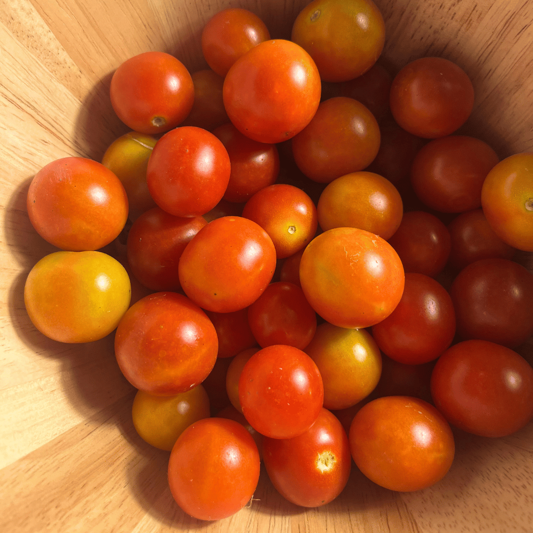Fresh Peacevine tomato from Hudson Valley Seed Co., showcasing its vibrant red color and round, plump shape on the vine.