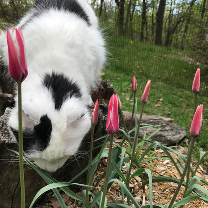 Bright red and white striped species tulip &