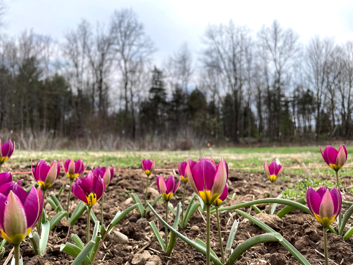 Close-up of Species Tulip humilis &