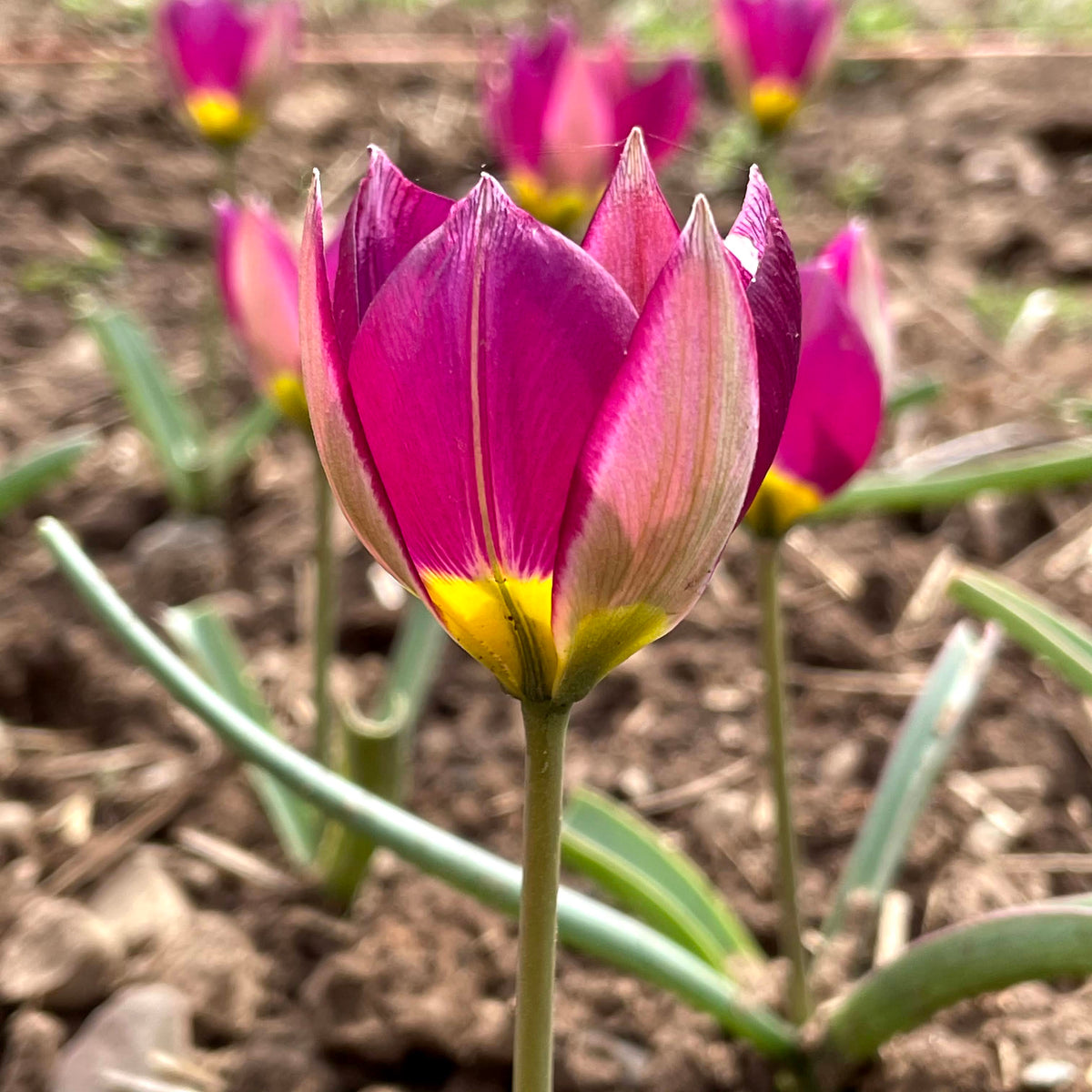 Pink and white Species Tulip humilis &