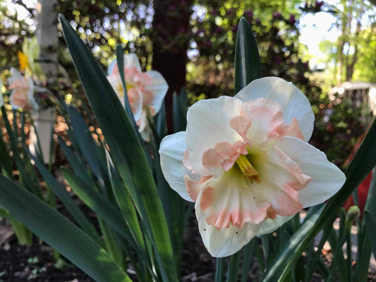 Pink Narcissus &