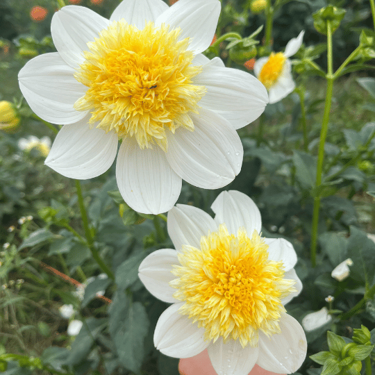 Close-up of a platinum blonde dahlia flower tuber from Hudson Valley Seed Co. showcasing its distinctive petals and vibrant color.