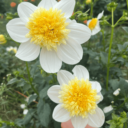 Close-up of a platinum blonde dahlia flower tuber from Hudson Valley Seed Co. showcasing its distinctive petals and vibrant color.