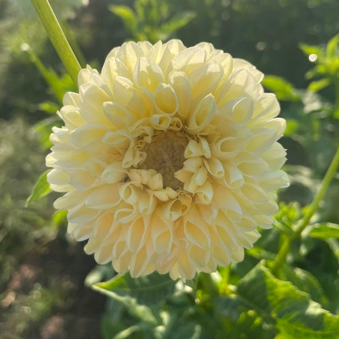 Polventon Supreme Dahlia flower bulb from Hudson Valley Seed Co., showcasing vibrant, full blooms and lush green foliage.
