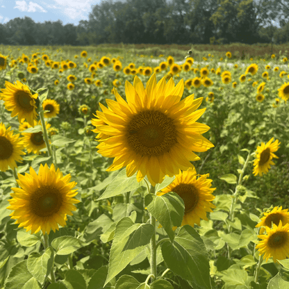Close-up of Peredovik sunflower flowers from Hudson Valley Seed Co., showcasing vibrant yellow blooms and green foliage.