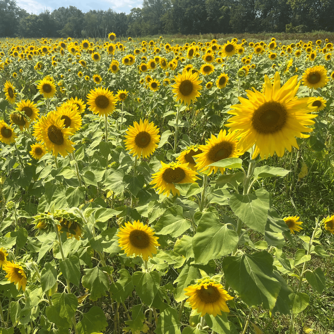 Bright Peredovik sunflower flowers from Hudson Valley Seed Co. cover crop, showcasing vibrant yellow blooms and lush green foliage.