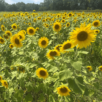 Bright Peredovik sunflower flowers from Hudson Valley Seed Co. cover crop, showcasing vibrant yellow blooms and lush green foliage.