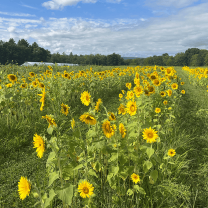 Bright Peredovik sunflower flowers from Hudson Valley Seed Co., showcasing vibrant yellow blooms in a cover crop display.
