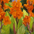 Tall Pretoria Canna flower plant with vibrant orange blooms and lush green foliage, showcased in a garden setting.