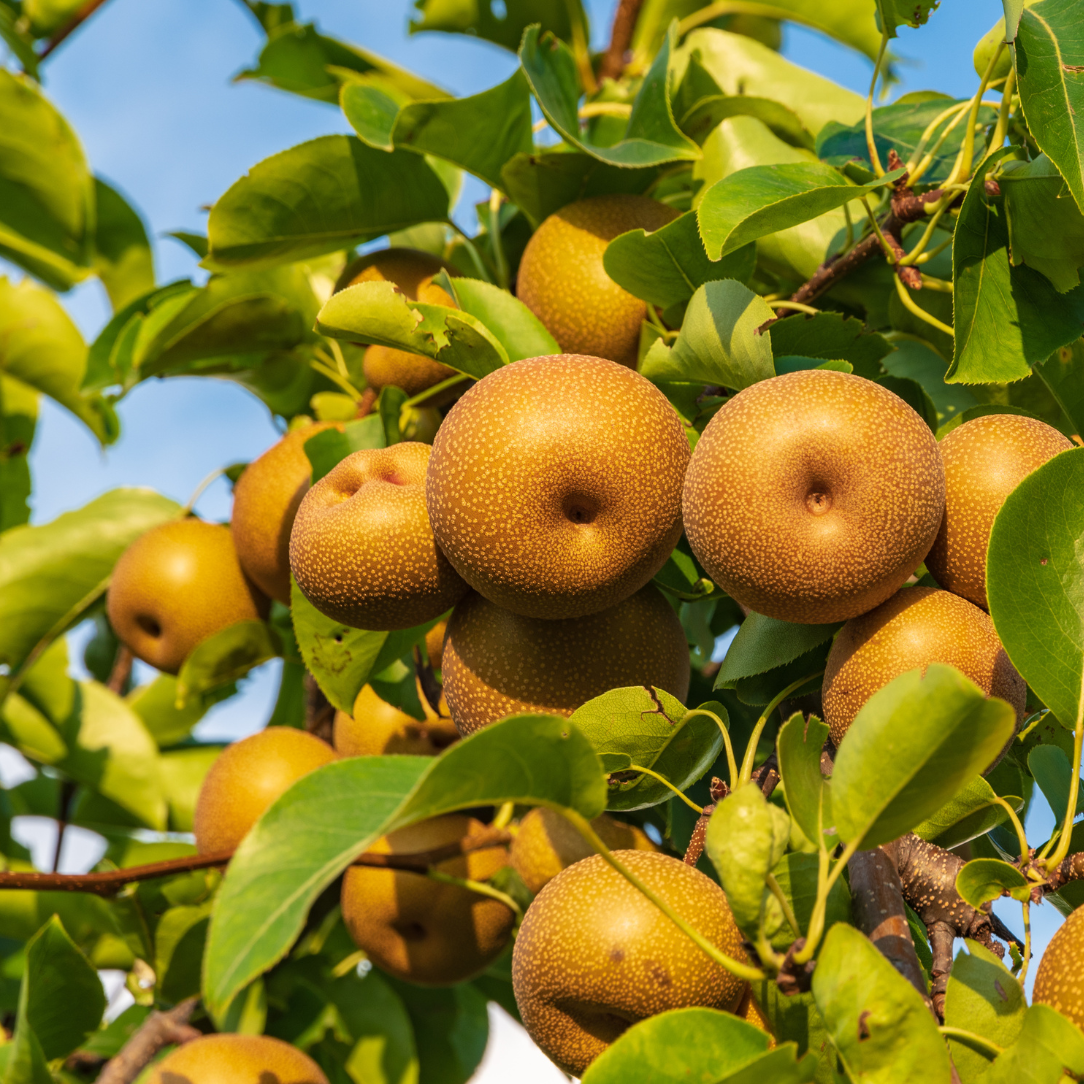 Asian pear tree, Chojuro variety, healthy young tree with lush green leaves and developing fruit, suitable for orchard planting.