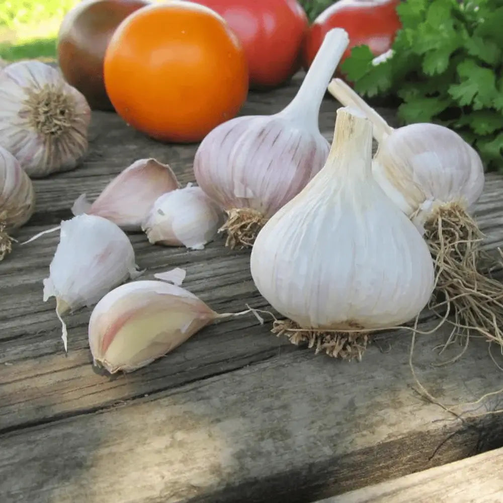 German extra hardy hardneck garlic bulbs from Hudson Valley Seed Co., showing fresh, whole garlic heads with papery skins.