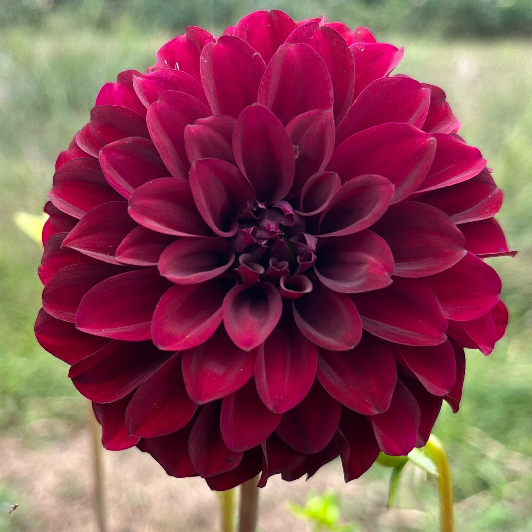 Black Satin Dahlia flower tuber from Hudson Valley Seed Co. showcasing a dark, lush dahlia bloom with healthy tuber roots.