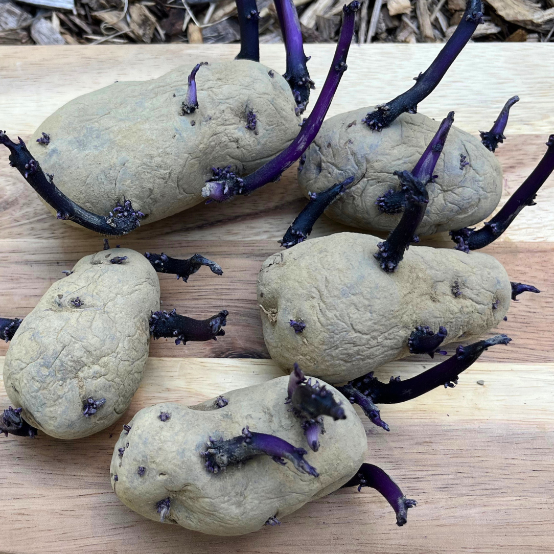 All Blue Potato