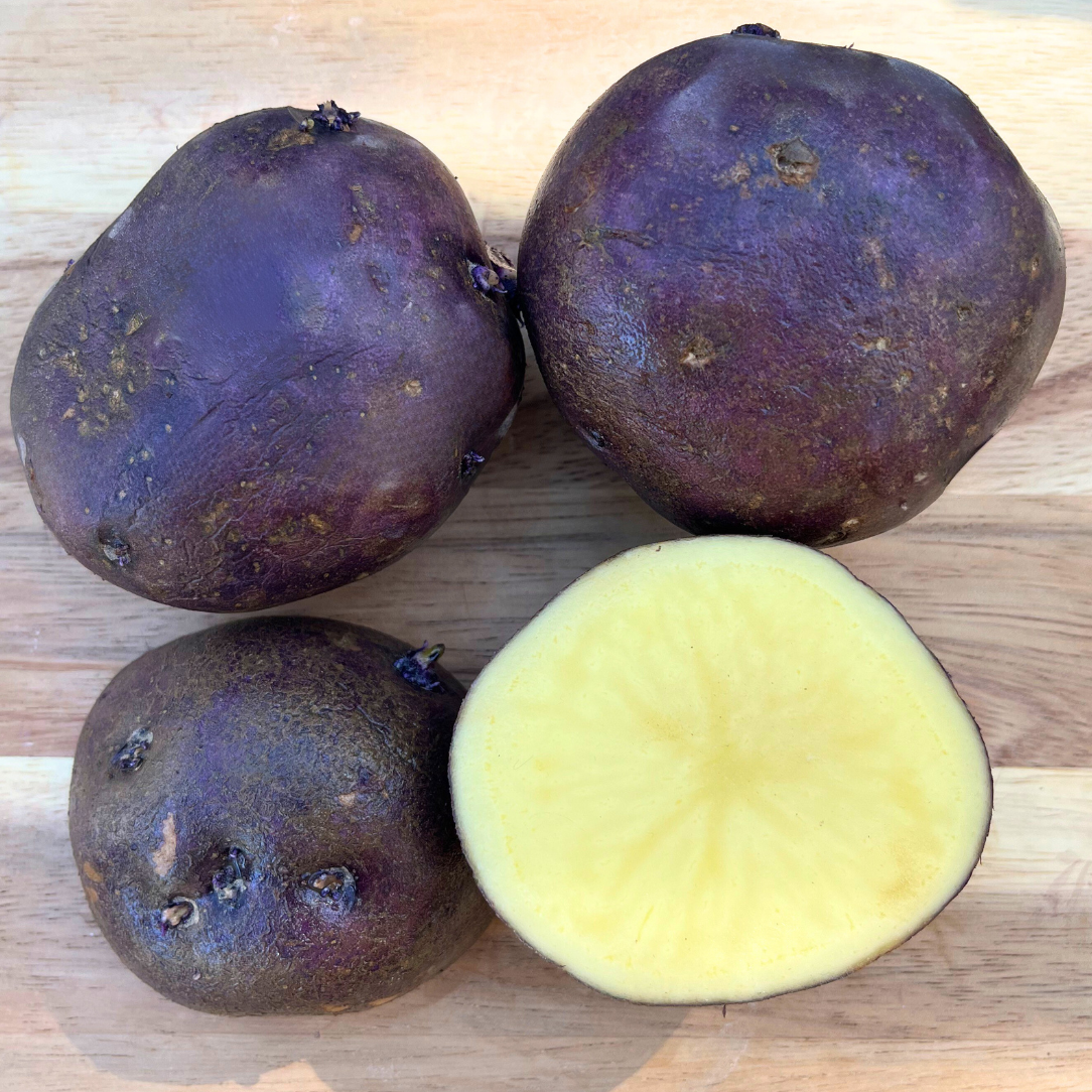 Huckleberry Gold potato from Hudson Valley Seed Co., fresh and vibrant yellow-skinned vegetable with round shape and smooth texture.