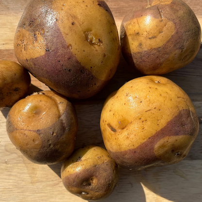 Fresh Masquerade potato from Hudson Valley Seed Co., showing its vibrant orange skin and smooth, rounded shape.