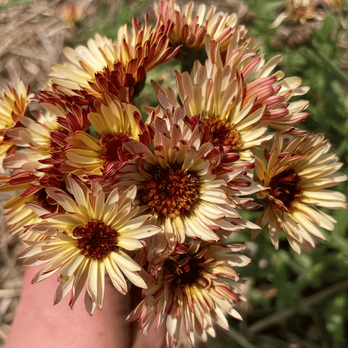 Coffee and Cream Calendula flower seedlings from Hudson Valley Seed Co. with vibrant orange and cream-colored blooms.