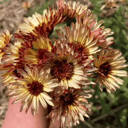 Coffee and Cream Calendula flower seedlings from Hudson Valley Seed Co. with vibrant orange and cream-colored blooms.