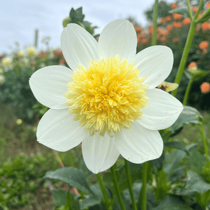 Close-up of a platinum blonde dahlia flower tuber from Hudson Valley Seed Co., showcasing its intricate petal details and vibrant color.