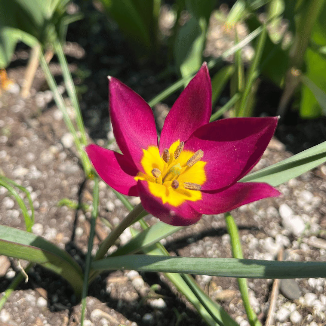 Close-up of Species Tulip humilis &
