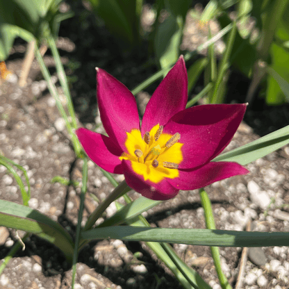 Close-up of Species Tulip humilis &
