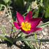 Close-up of Species Tulip humilis &