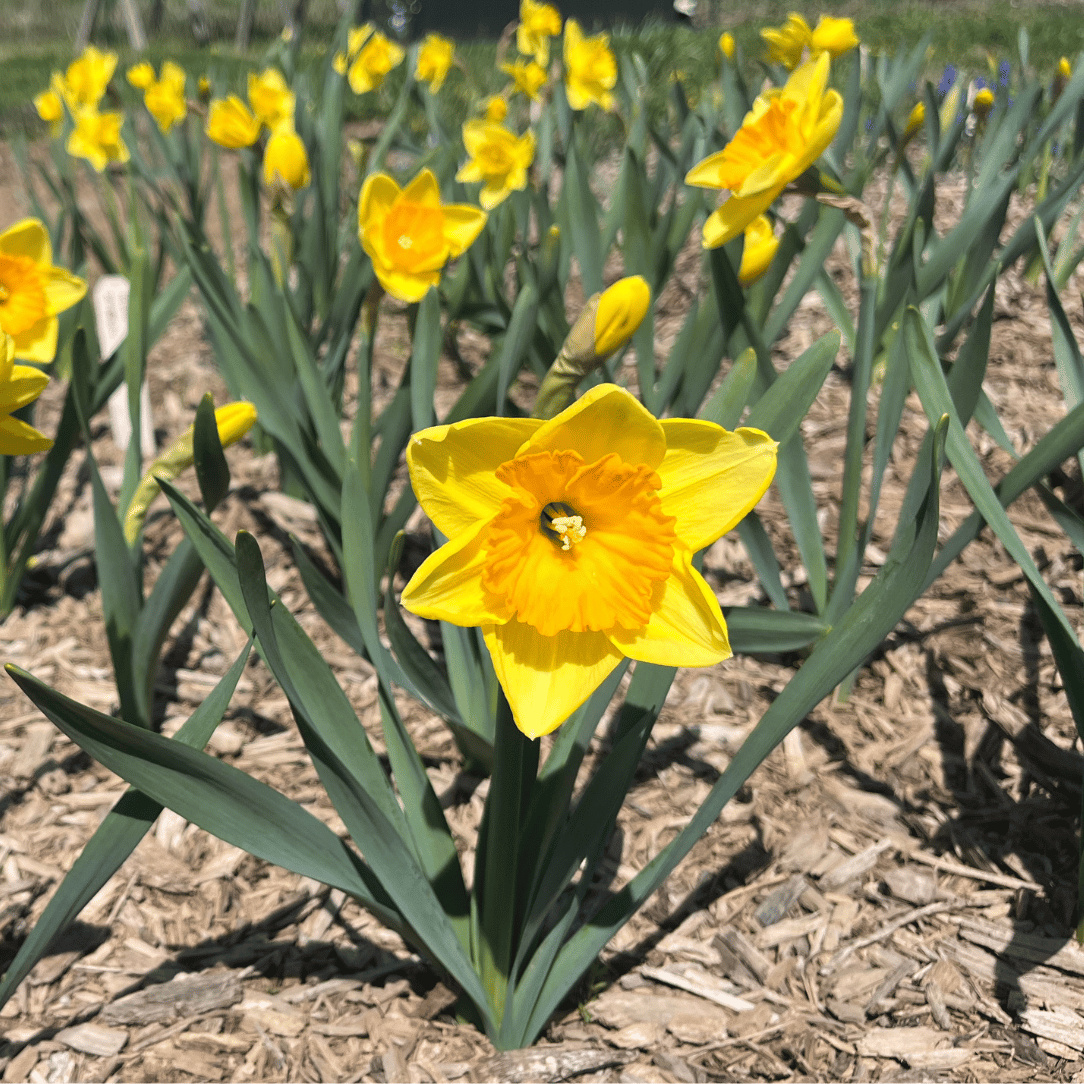 Bright yellow Narcissus &