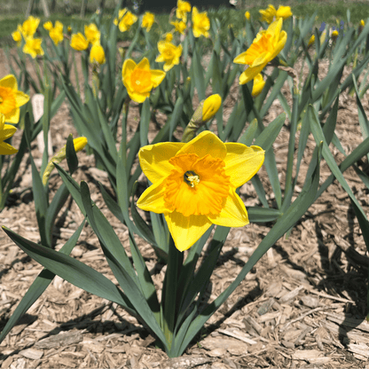 Bright yellow Narcissus &