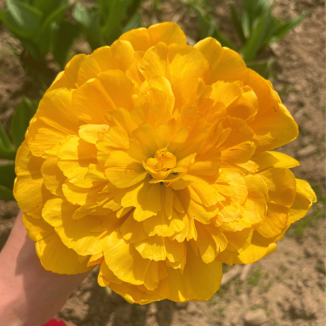 Tulip &
