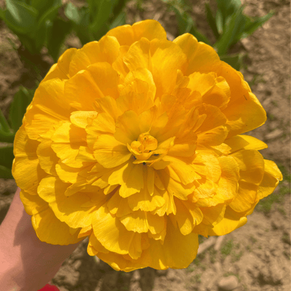 Tulip &