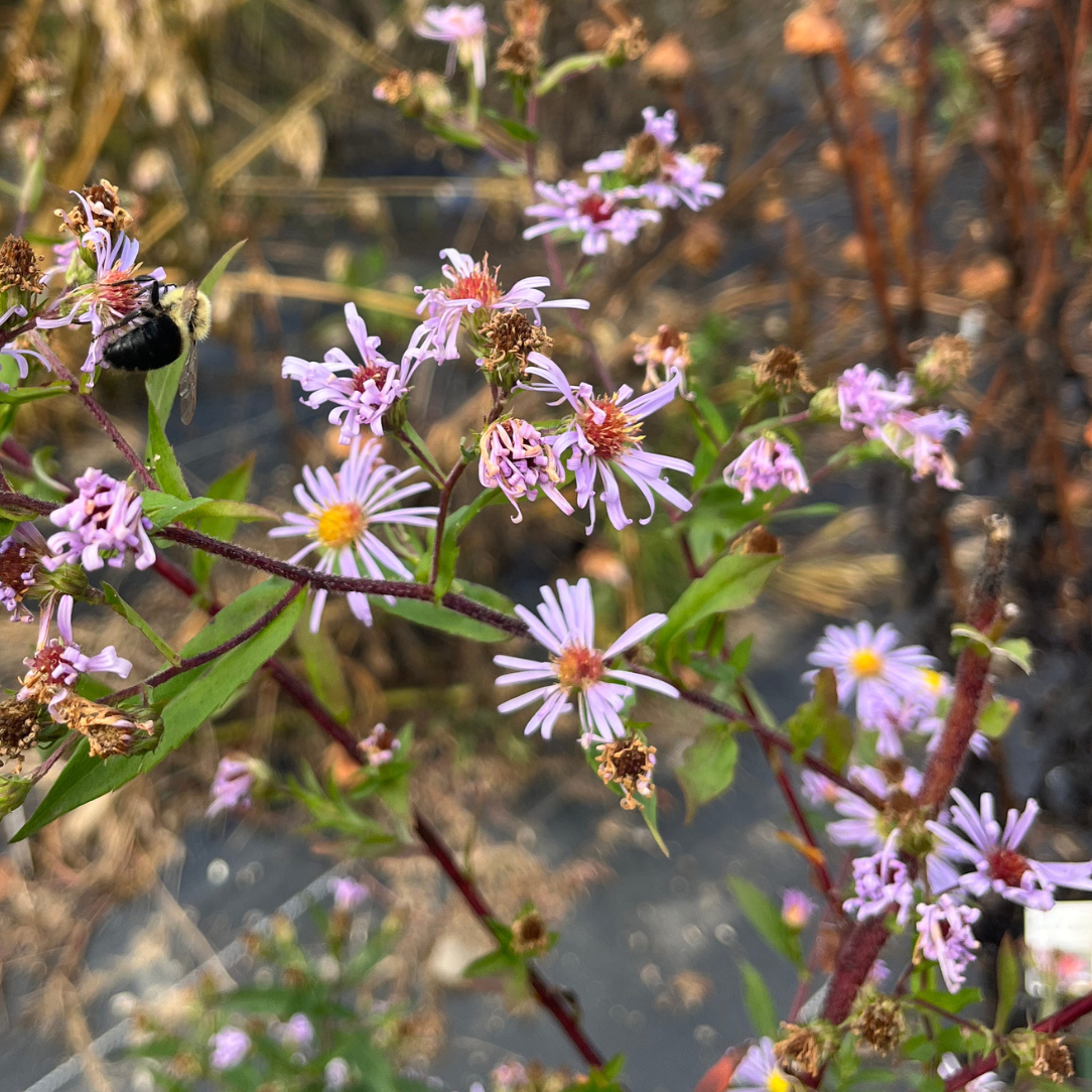 Smooth Blue Aster - PollinateHV Local Ecotype Seedling