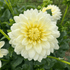 Fresh Tapioca Dahlia flower tuber from Hudson Valley Seed Co. showcasing vibrant, multi-colored dahlia blooms.