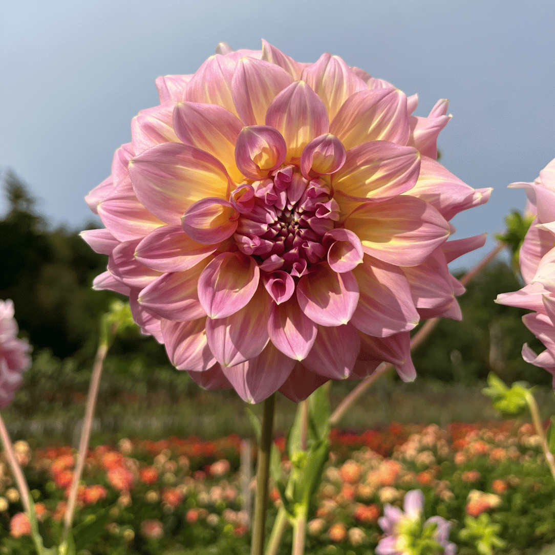 Fresh strawberry ice dahlia flower tuber from Hudson Valley Seed Co., showcasing vibrant pink and white petals.
