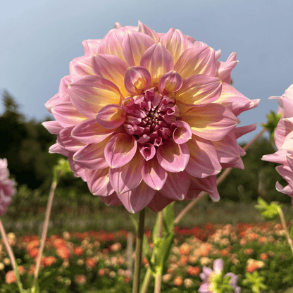 Fresh strawberry ice dahlia flower tuber from Hudson Valley Seed Co., showcasing vibrant pink and white petals.