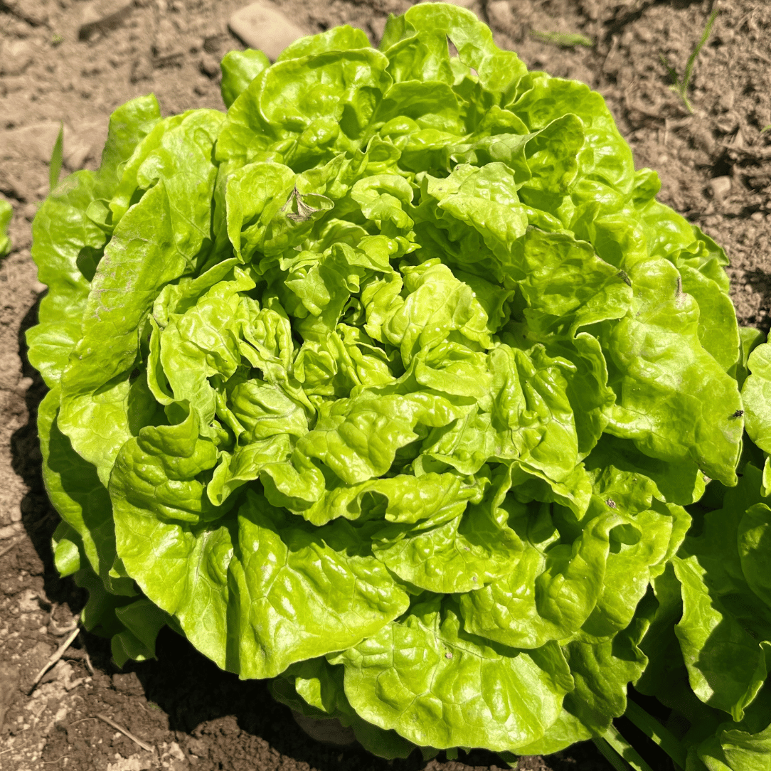 Fresh Tom Thumb lettuce from Hudson Valley Seed Co., showcasing its small, leafy vegetable head on a white background.