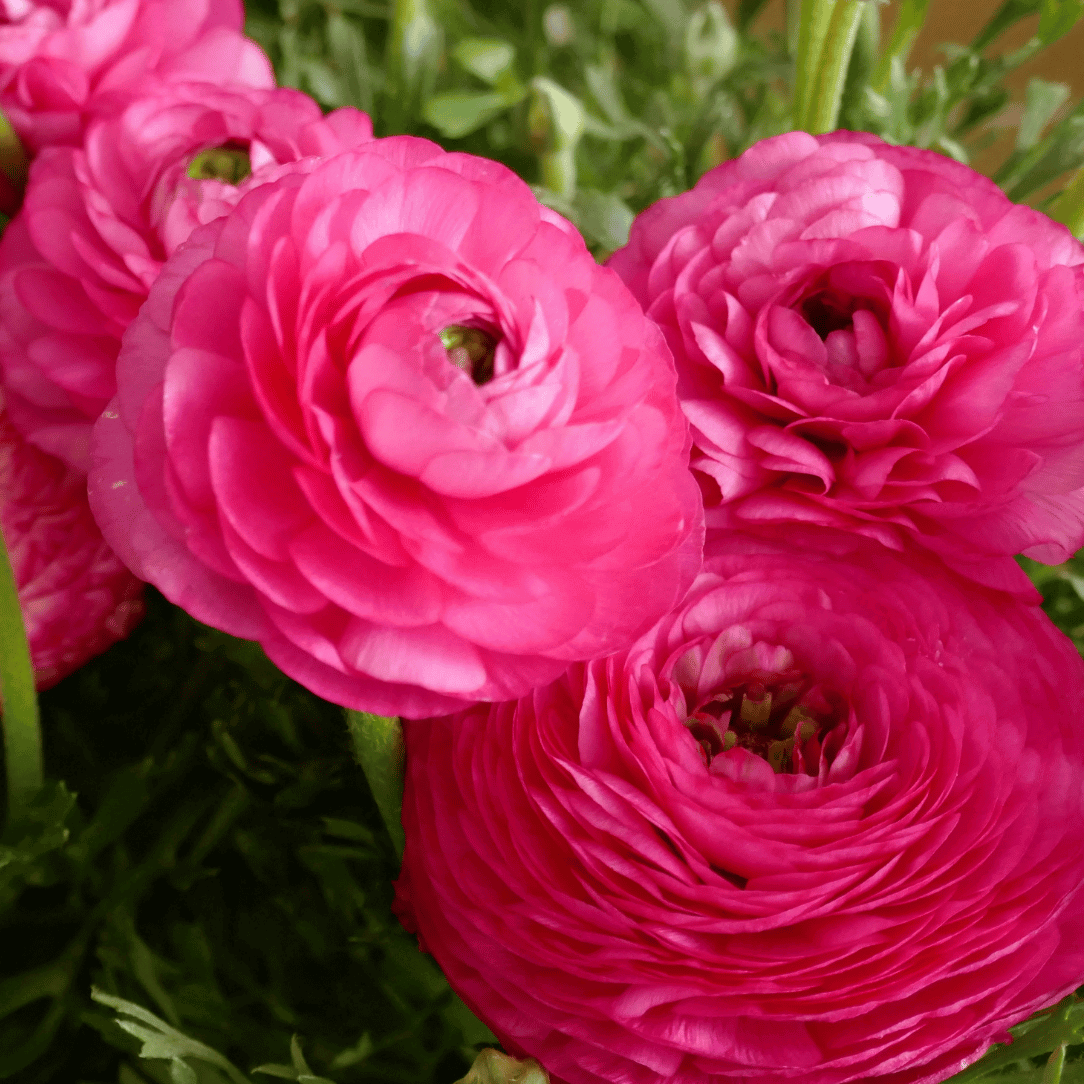 Pink Ranunculus Telocote flower with layered petals, showcasing vibrant pink blooms and lush green foliage.