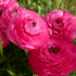 Pink Ranunculus Telocote flower with layered petals, showcasing vibrant pink blooms and lush green foliage.
