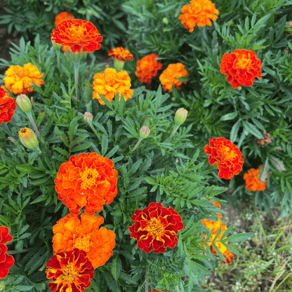 Red Cherry Marigold Seedling