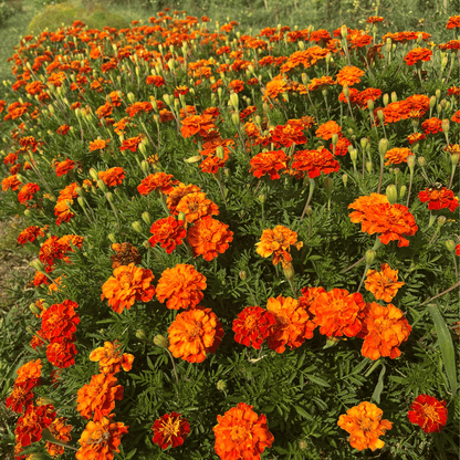 Red Cherry Marigold Seedling