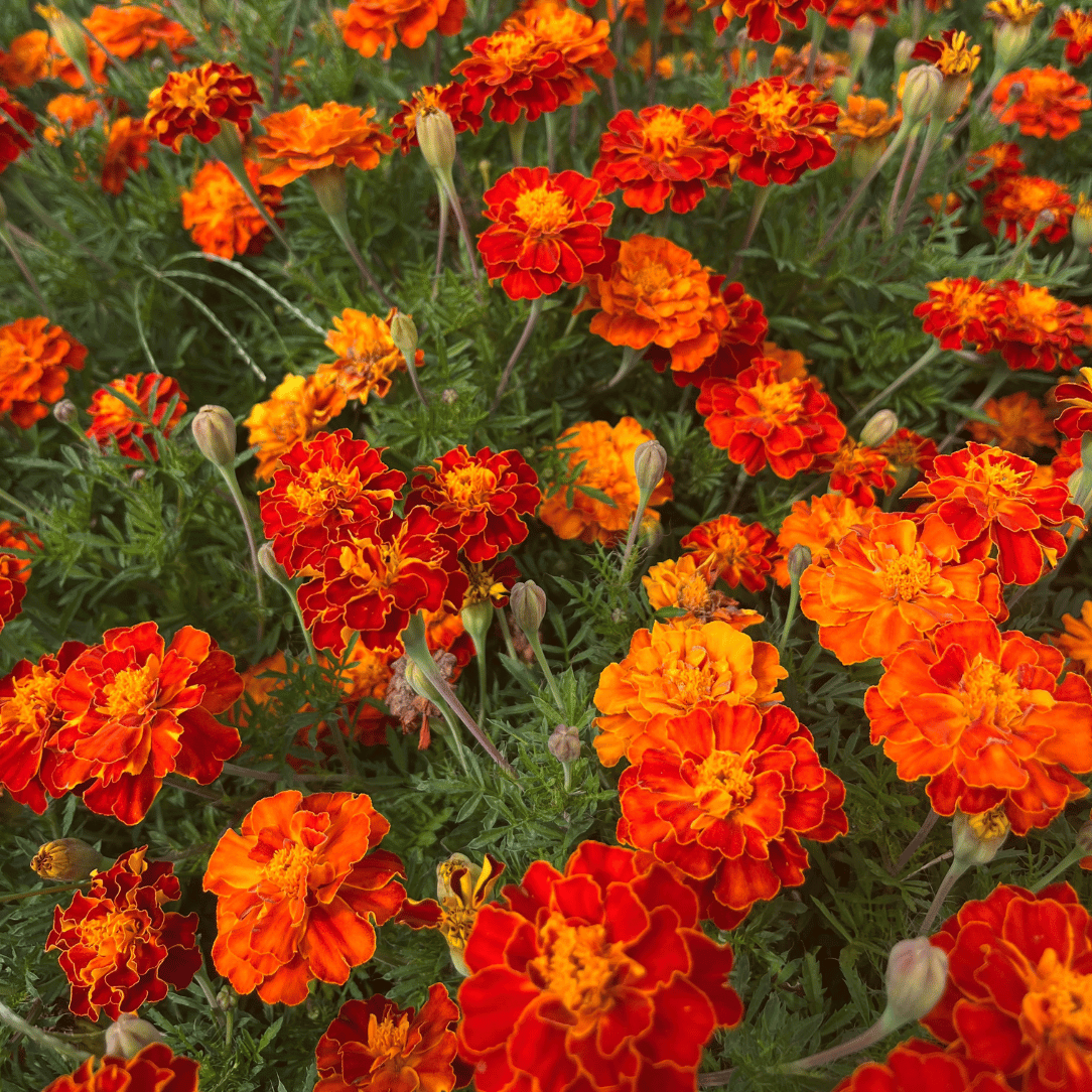 Red Cherry Marigold Seedling