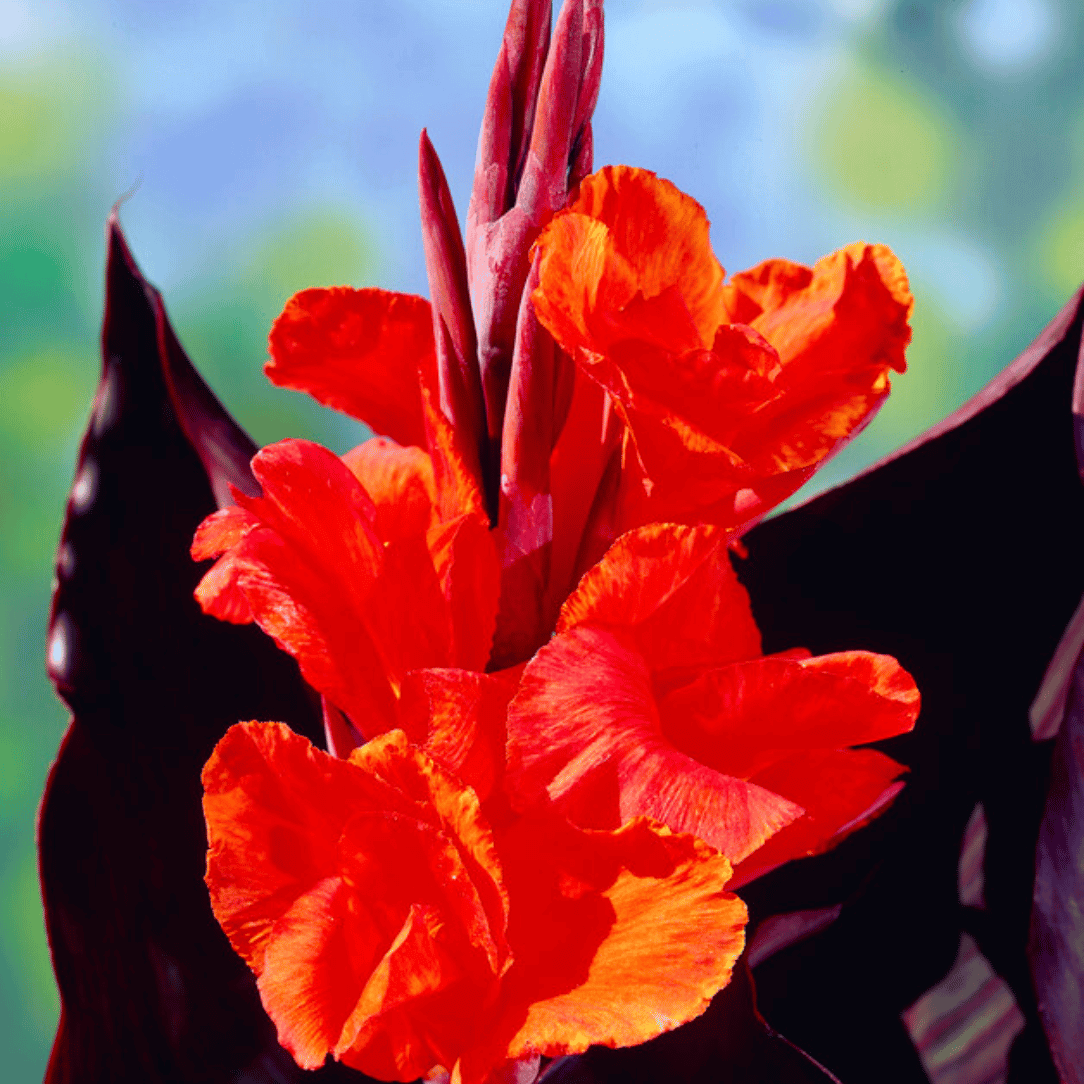 Bright red King Humbert tall canna flower with lush green foliage, showcasing vibrant blooms and tall plant structure.